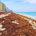 New US Department of Commerce Survey Details Tourist Perceptions Of Sargassum Impact