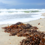 Philippines Sargassum Seaweed Industry Gets Big Investment